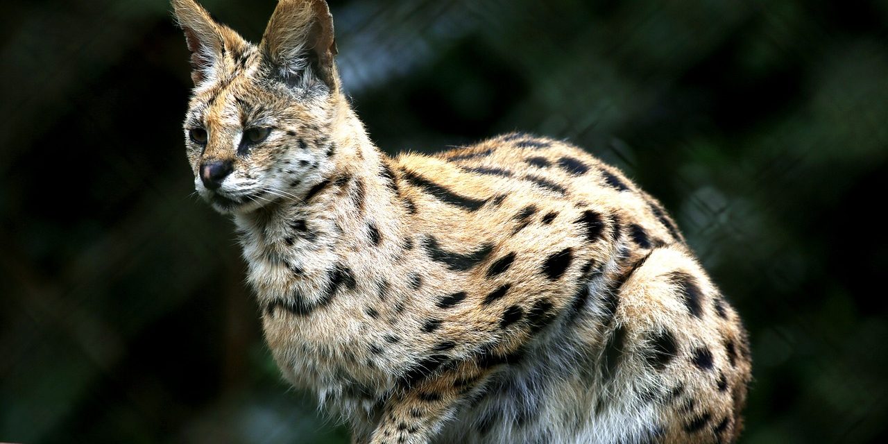 Otzelot Bild einesBild eines Otzelot passend zum Artikel von Thilo Schneider Otzelot